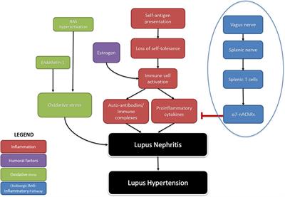 Should Renal Inflammation Be Targeted While Treating Hypertension?